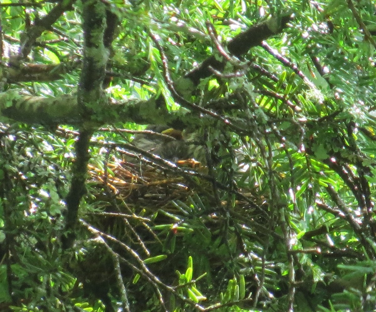 Chipping Sparrow - ML587518801