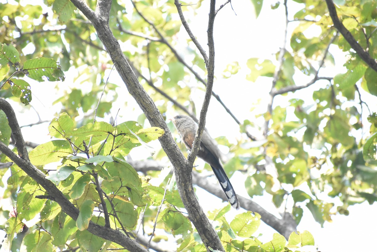 Sirkeer Malkoha - Sayak Dolai