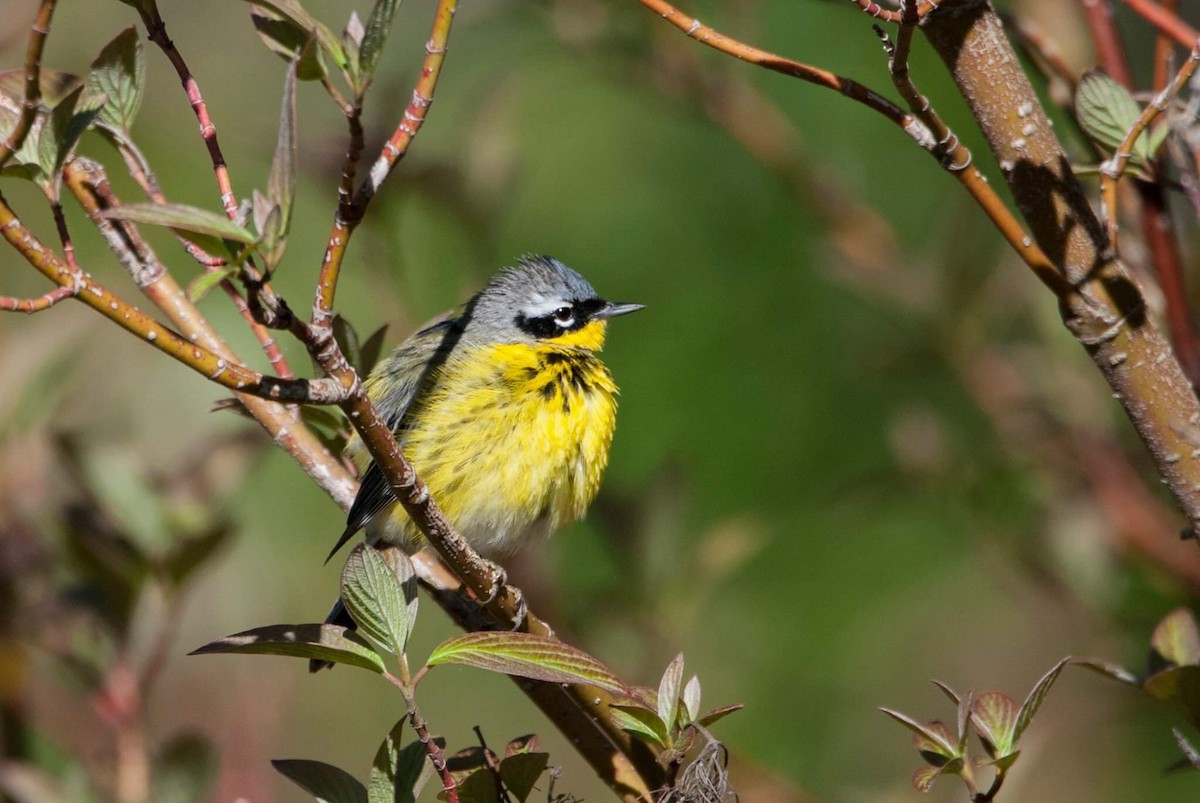 Magnolia Warbler - ML58752091