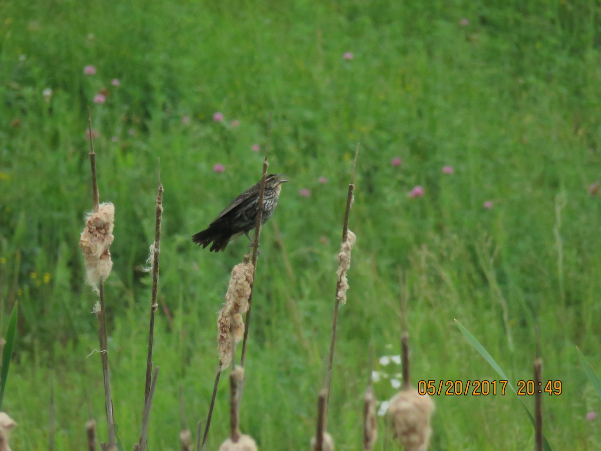 Red-winged Blackbird - ML58752101