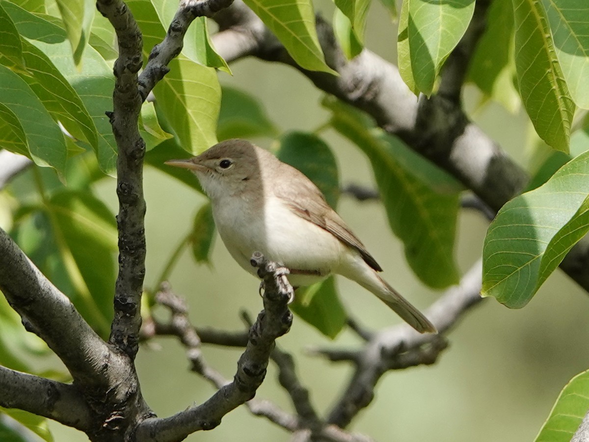 Western Olivaceous Warbler - ML587521071