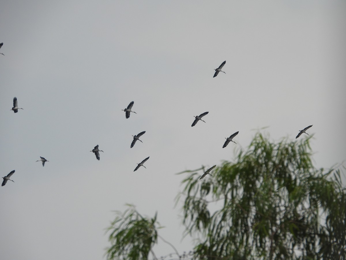 Asian Openbill - ML587521301