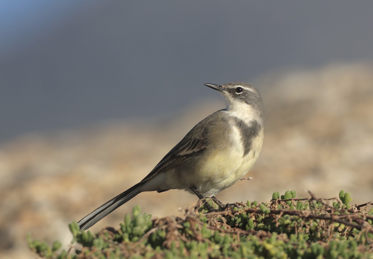 Cape Wagtail - Luke Goddard