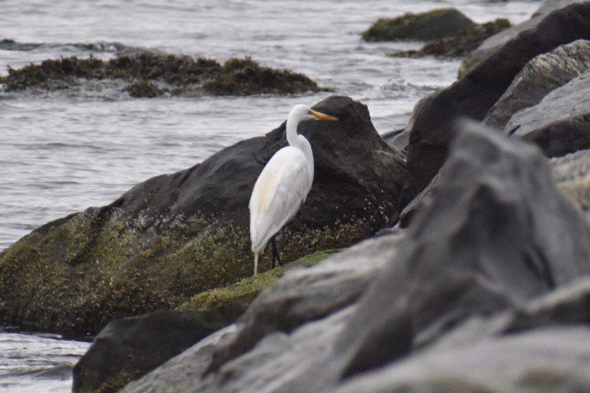 Great Egret - ML587522671