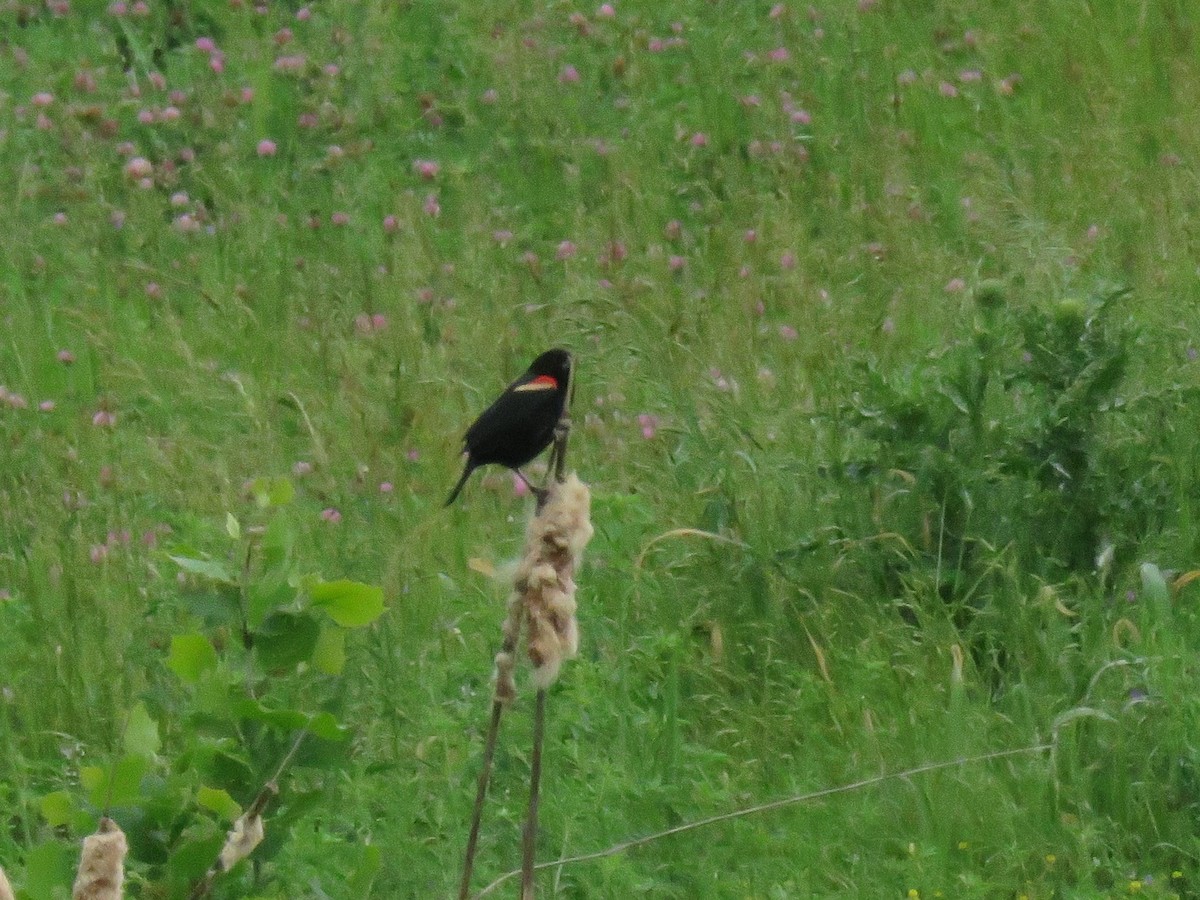 Red-winged Blackbird - ML58752271