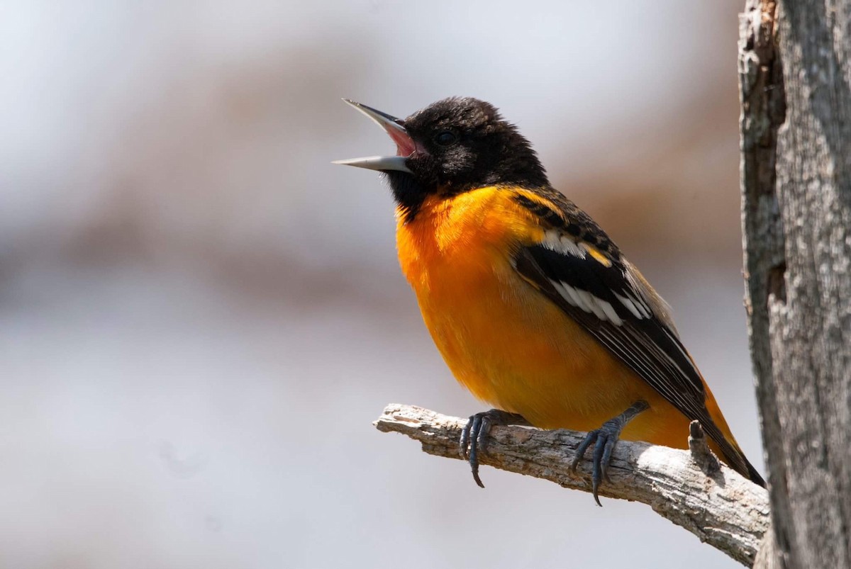 Baltimore Oriole - Andrew Simon