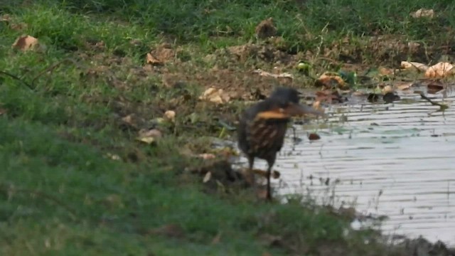 Black Bittern - ML587524221