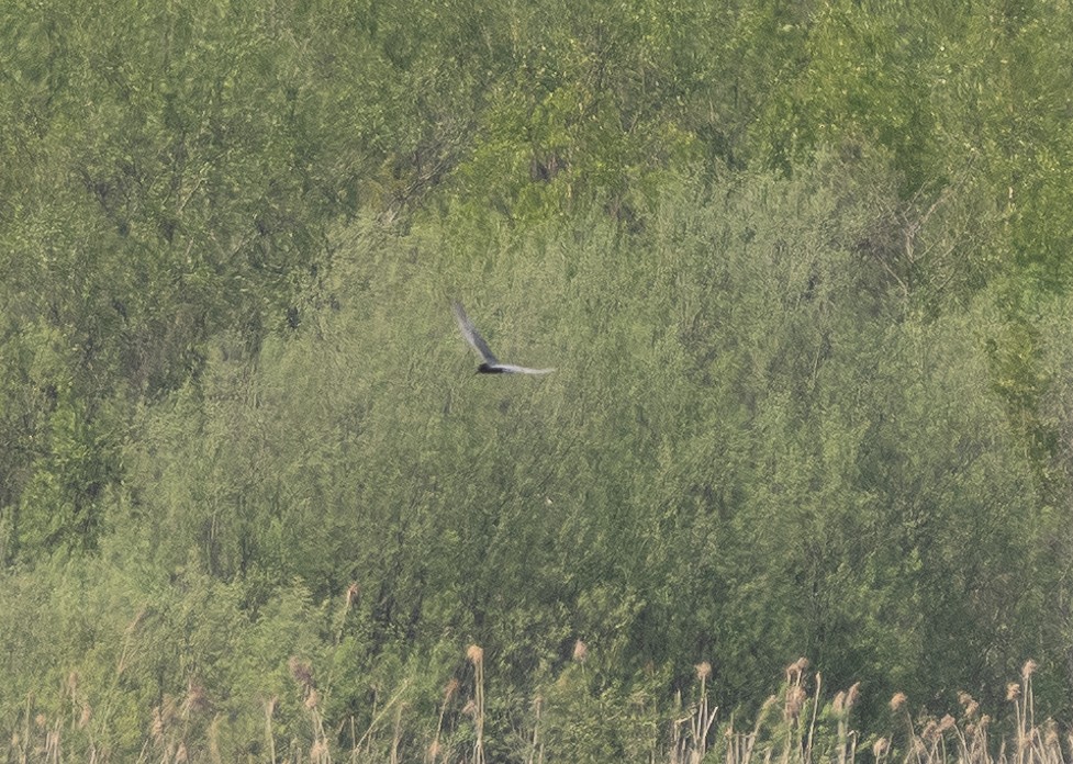 Black Tern - ML587524891