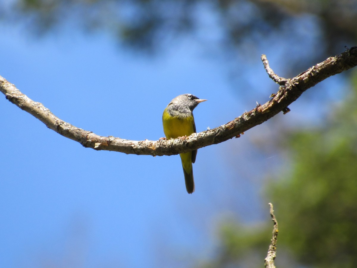 MacGillivray's Warbler - ML58752711