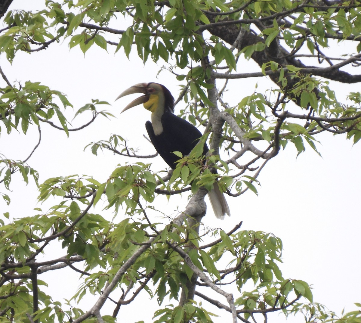 Wreathed Hornbill - ML587527621