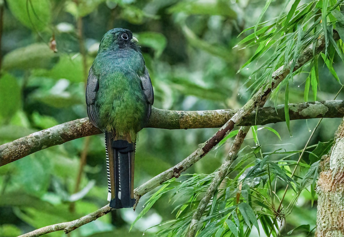 Atlantic Black-throated Trogon - Robert Bochenek