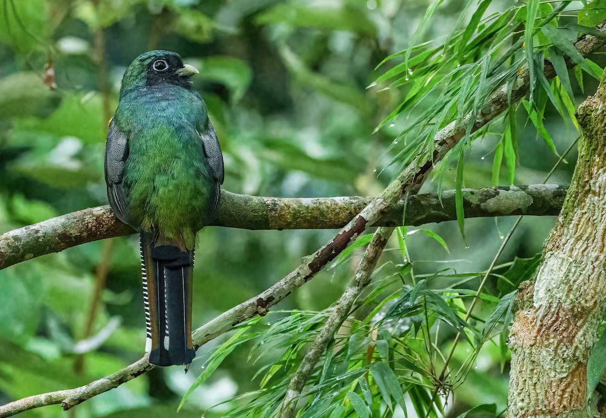 Atlantic Black-throated Trogon - Robert Bochenek