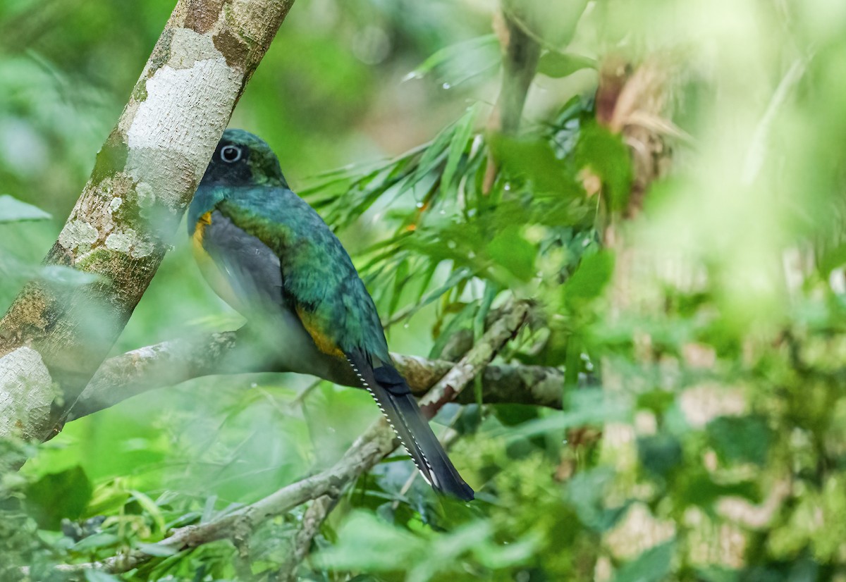 Atlantic Black-throated Trogon - Robert Bochenek