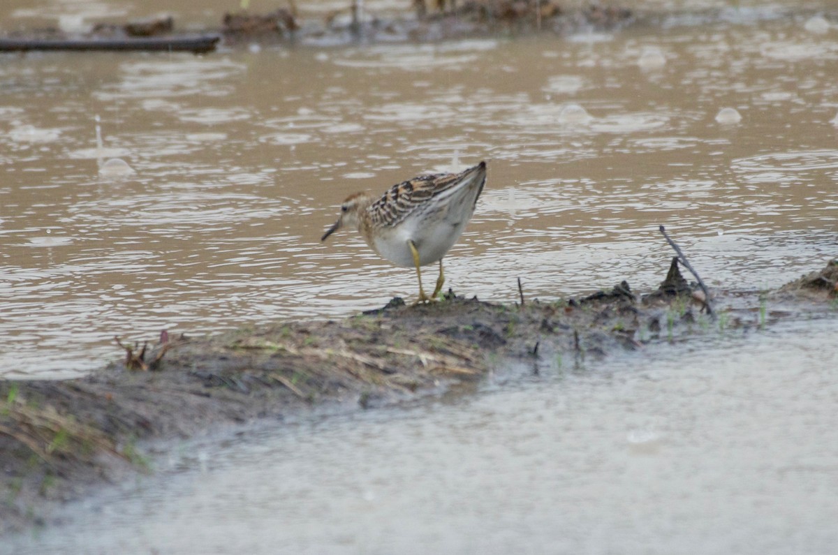 Sharp-tailed Sandpiper - ML587529601