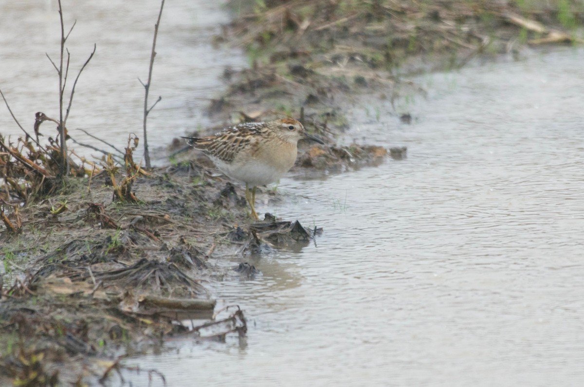 Sharp-tailed Sandpiper - Jan Cubilla