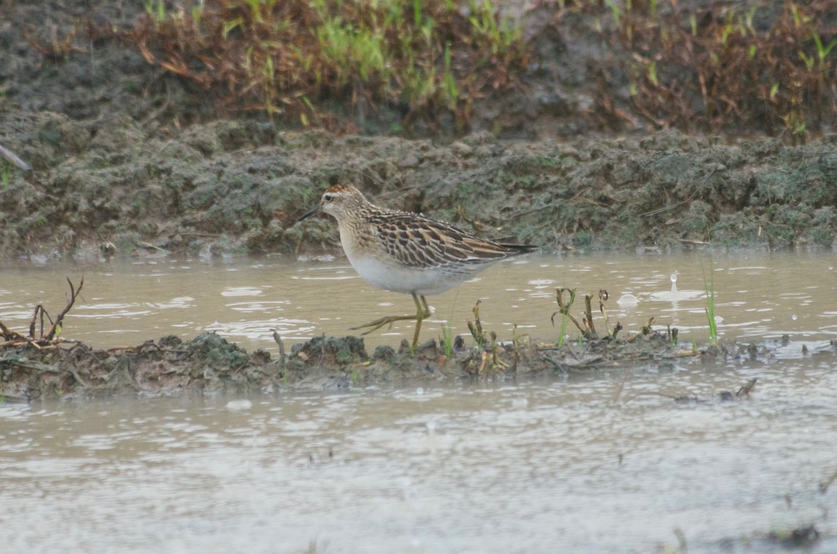 Sharp-tailed Sandpiper - ML587529671