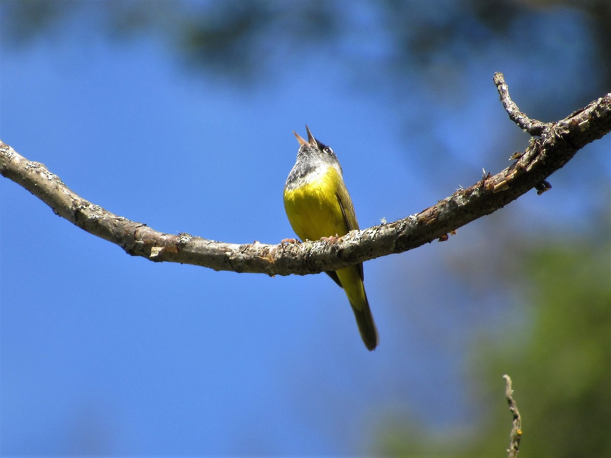 MacGillivray's Warbler - ML58752991