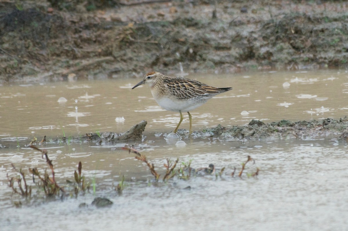 Sharp-tailed Sandpiper - ML587529941