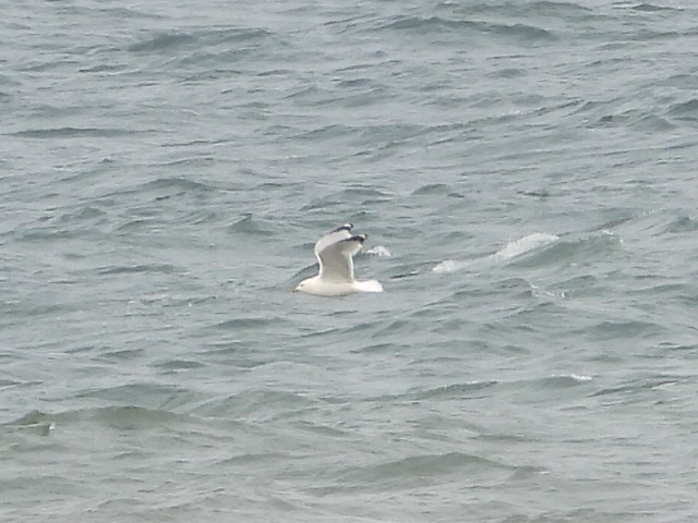 Gaviota Argéntea - ML587530161