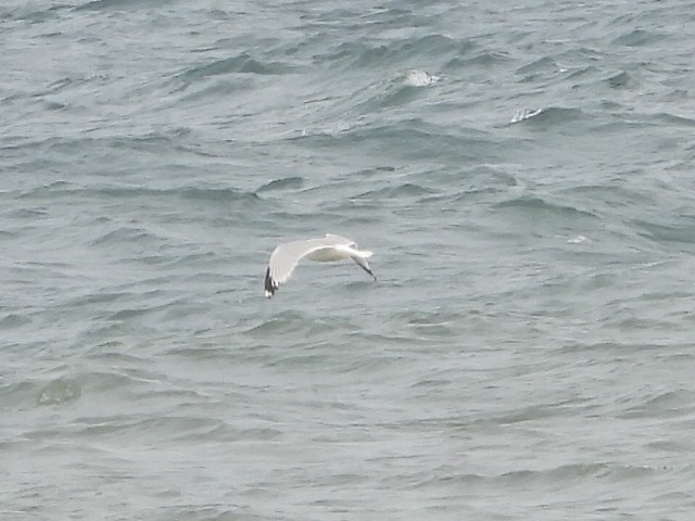 Gaviota Argéntea - ML587530171