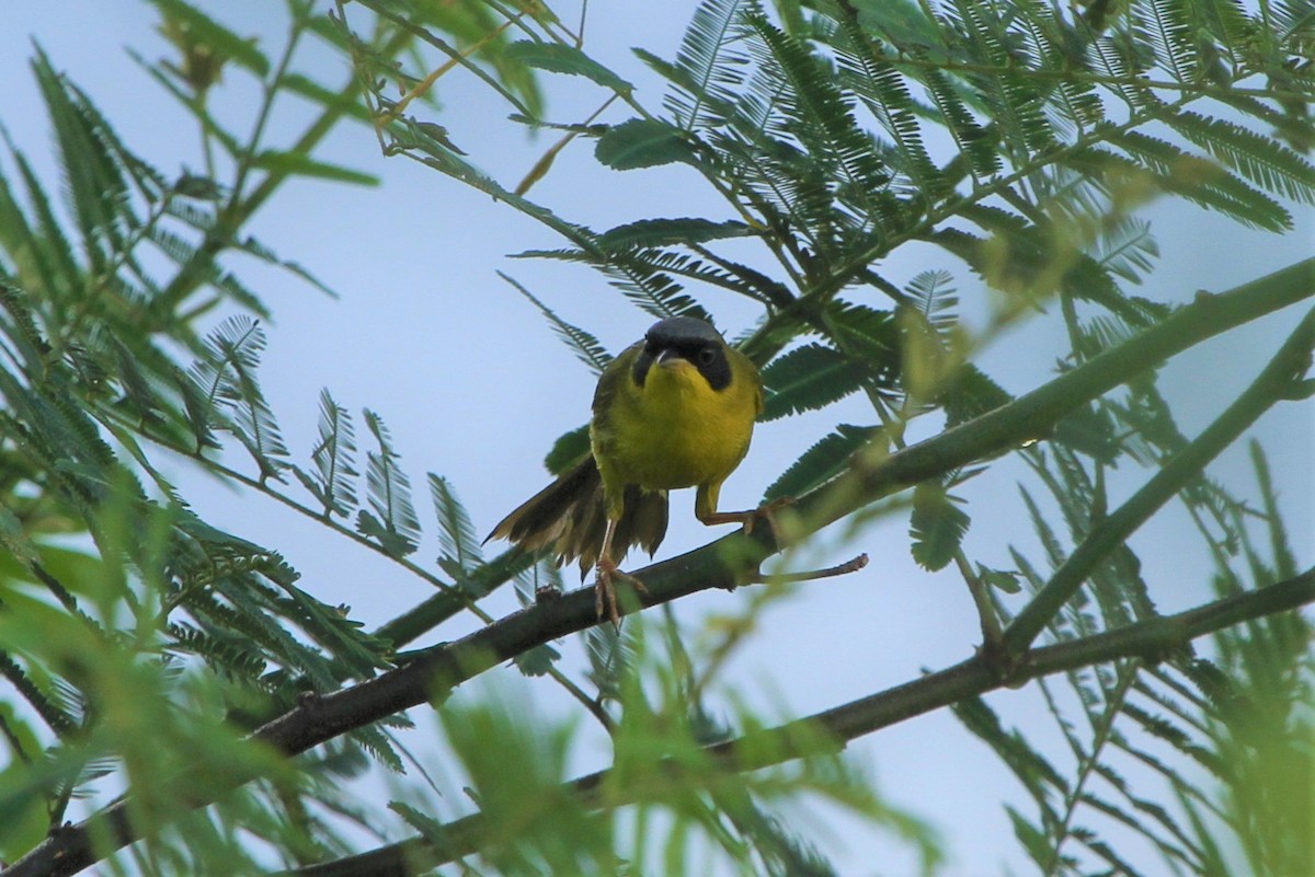 Mascarita Equinoccial (aequinoctialis) - ML587531771