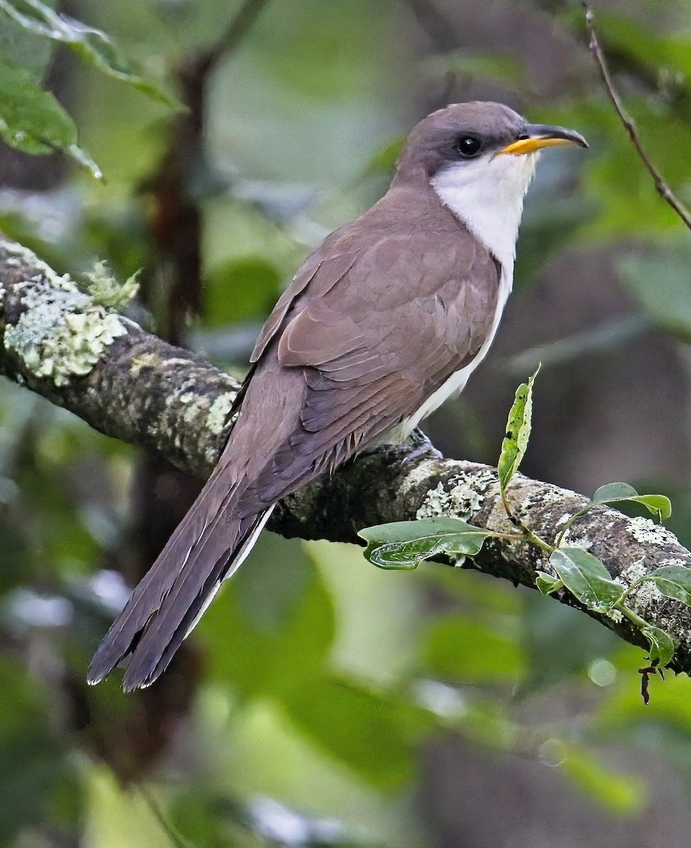 Yellow-billed Cuckoo - ML587531961