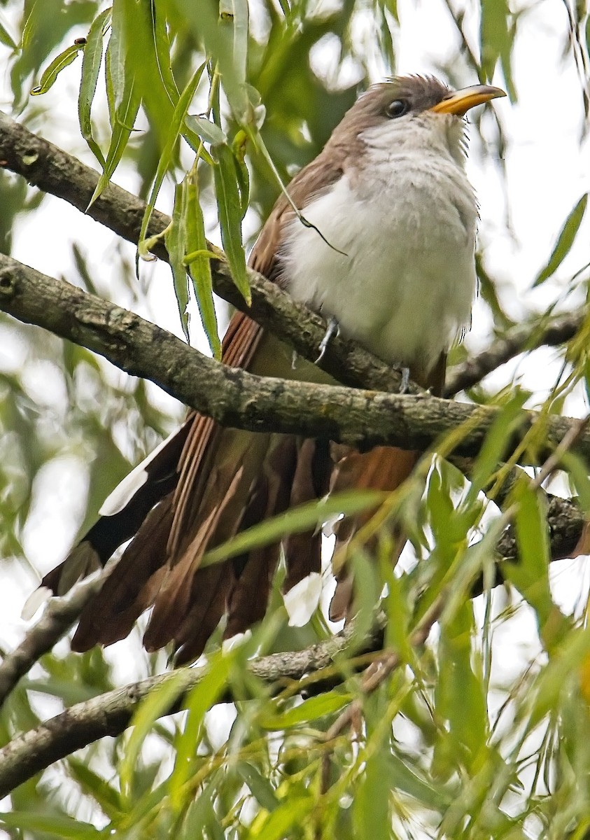 Yellow-billed Cuckoo - ML587531981