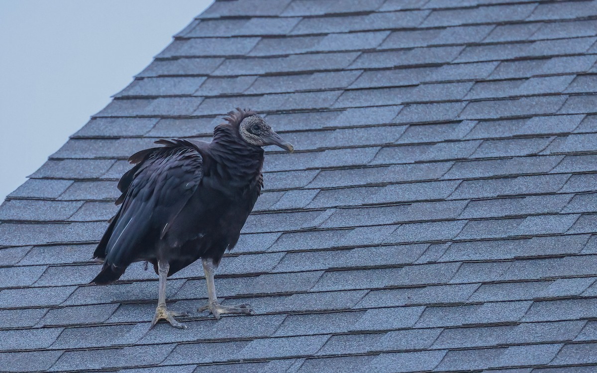 Black Vulture - ML587532161