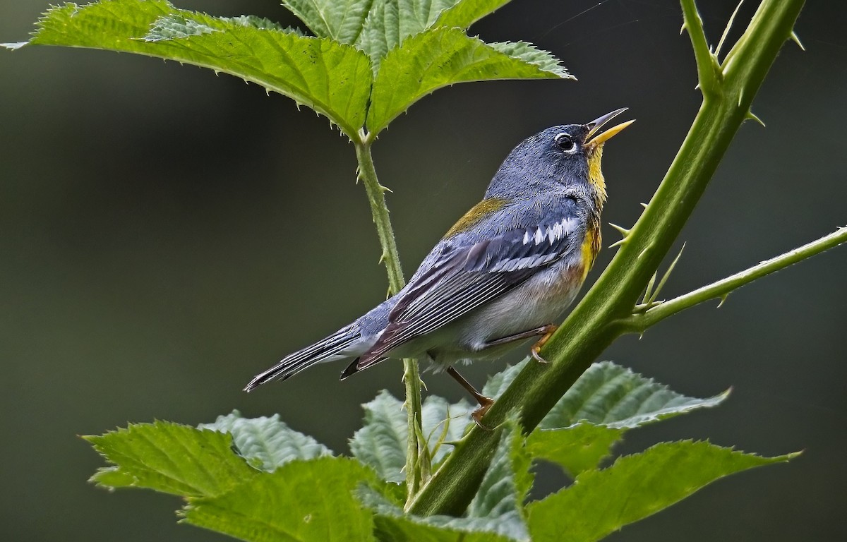 Northern Parula - ML587532241