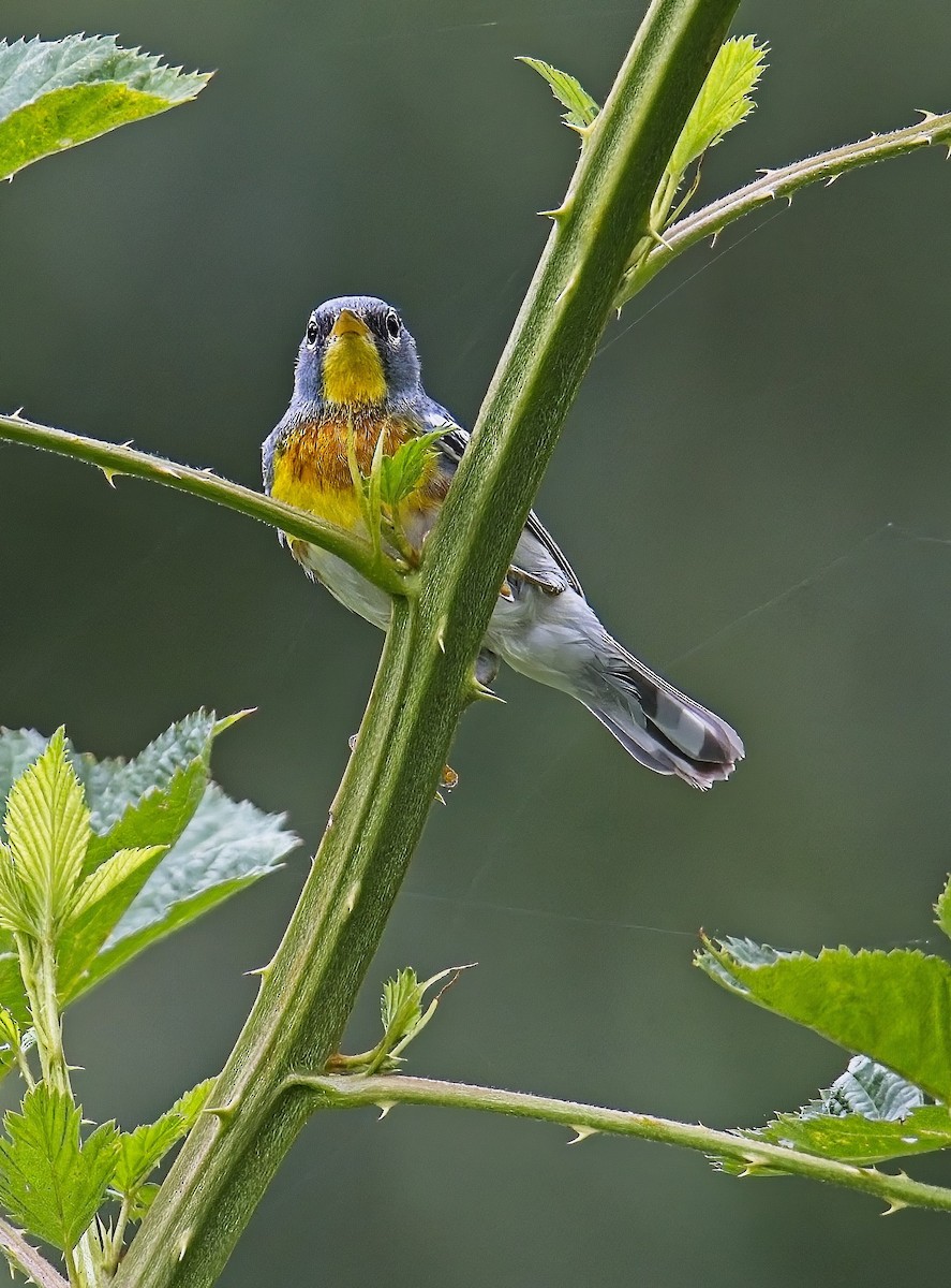 Northern Parula - ML587532251