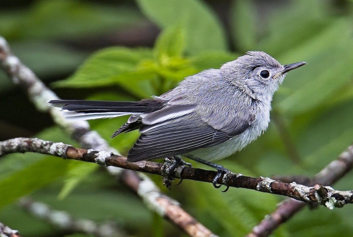 Blue-gray Gnatcatcher - ML587532591