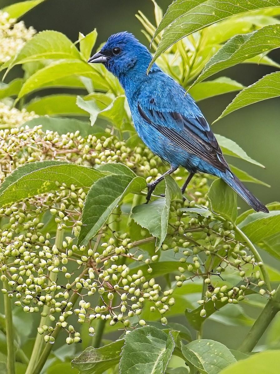 Passerin indigo - ML587532751