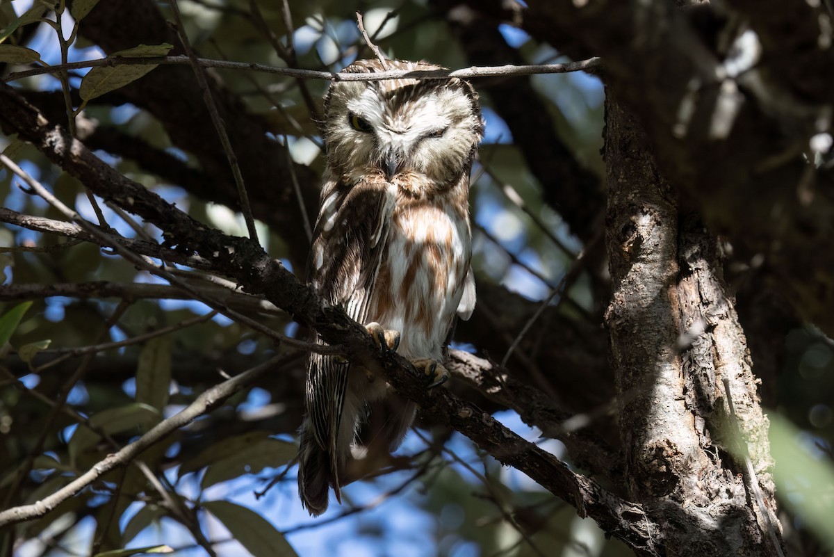 Northern Saw-whet Owl - ML587534581