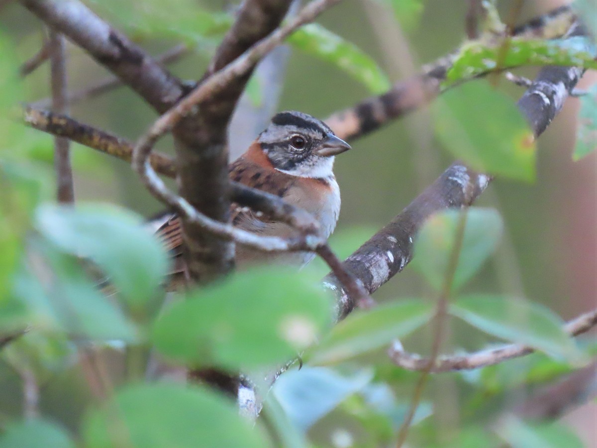 Rufous-collared Sparrow - ML587534981