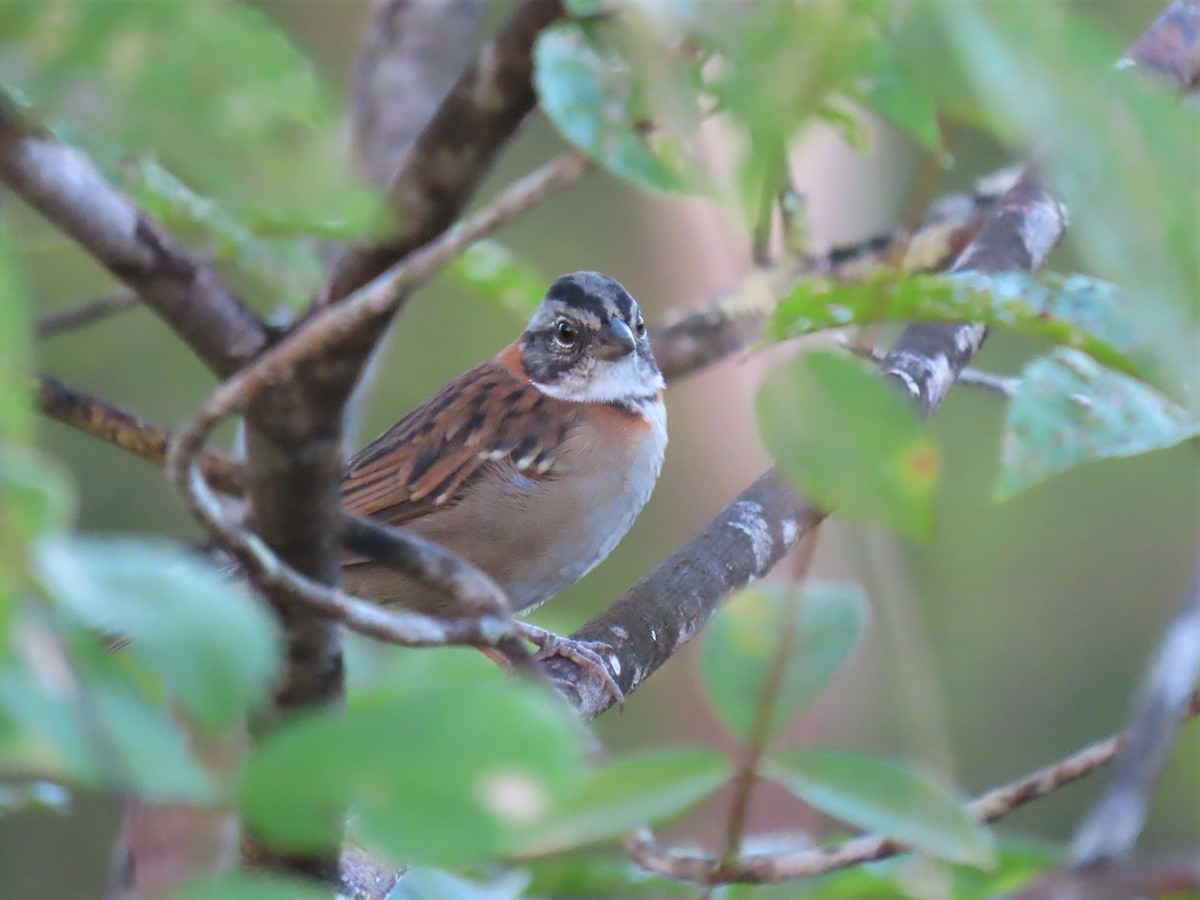 Rufous-collared Sparrow - ML587535011