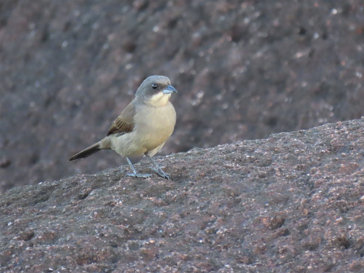 Red-shouldered Tanager - ML587535131