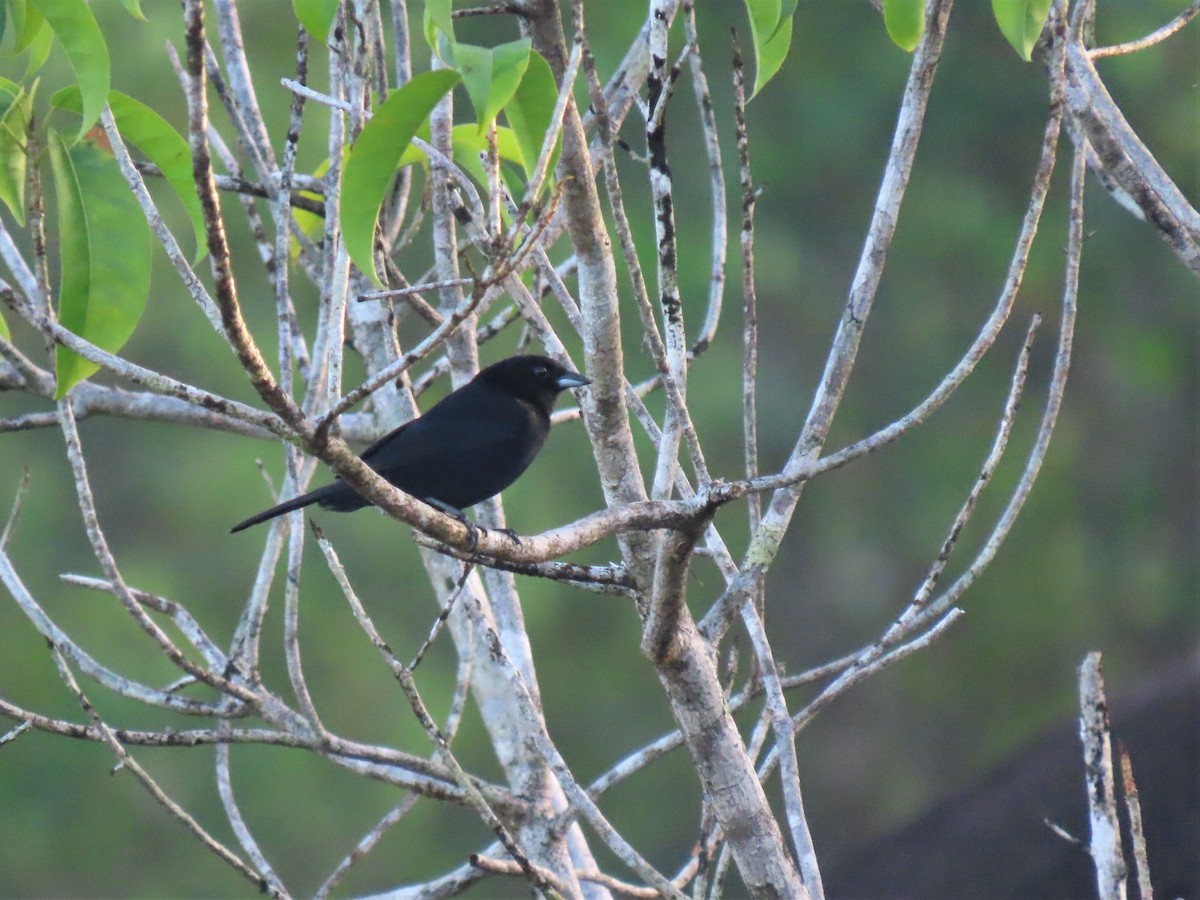 Red-shouldered Tanager - ML587535141