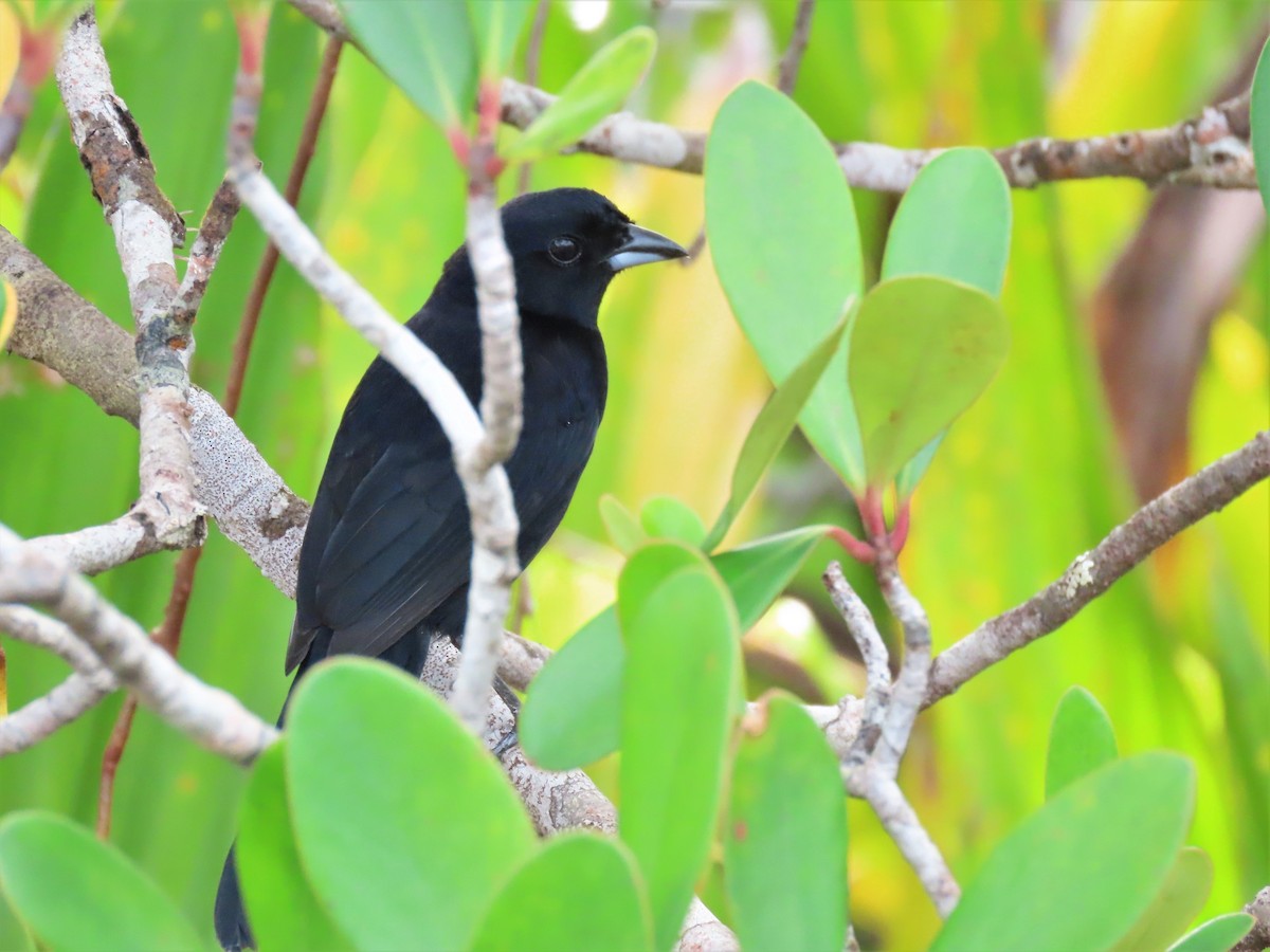 Red-shouldered Tanager - ML587535151