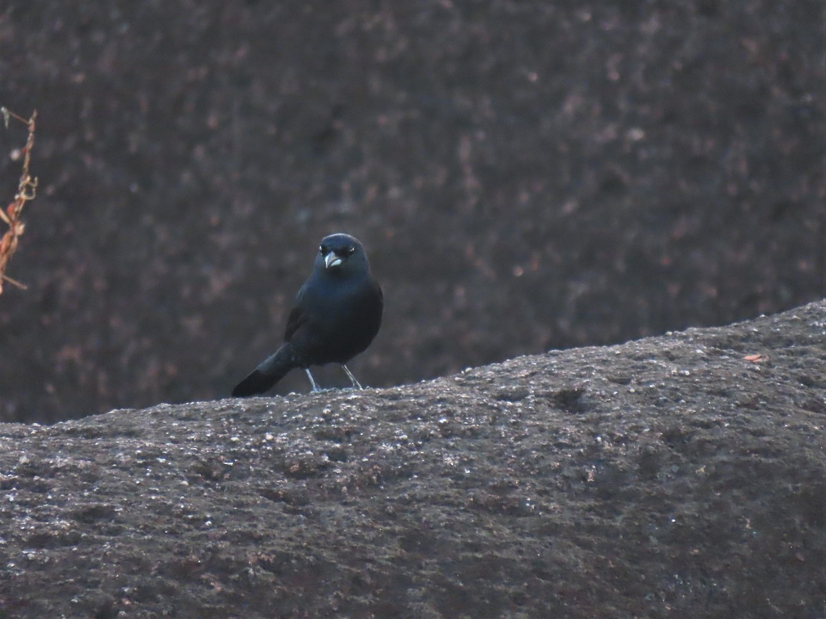 Red-shouldered Tanager - ML587535181