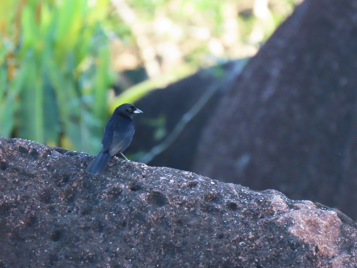 Red-shouldered Tanager - ML587535191