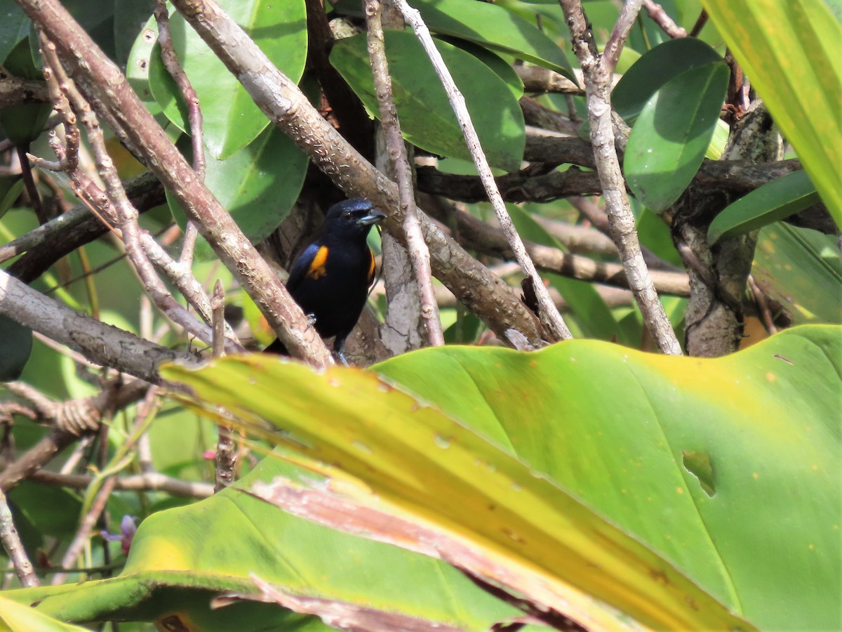 Golden-sided Euphonia - ML587536501