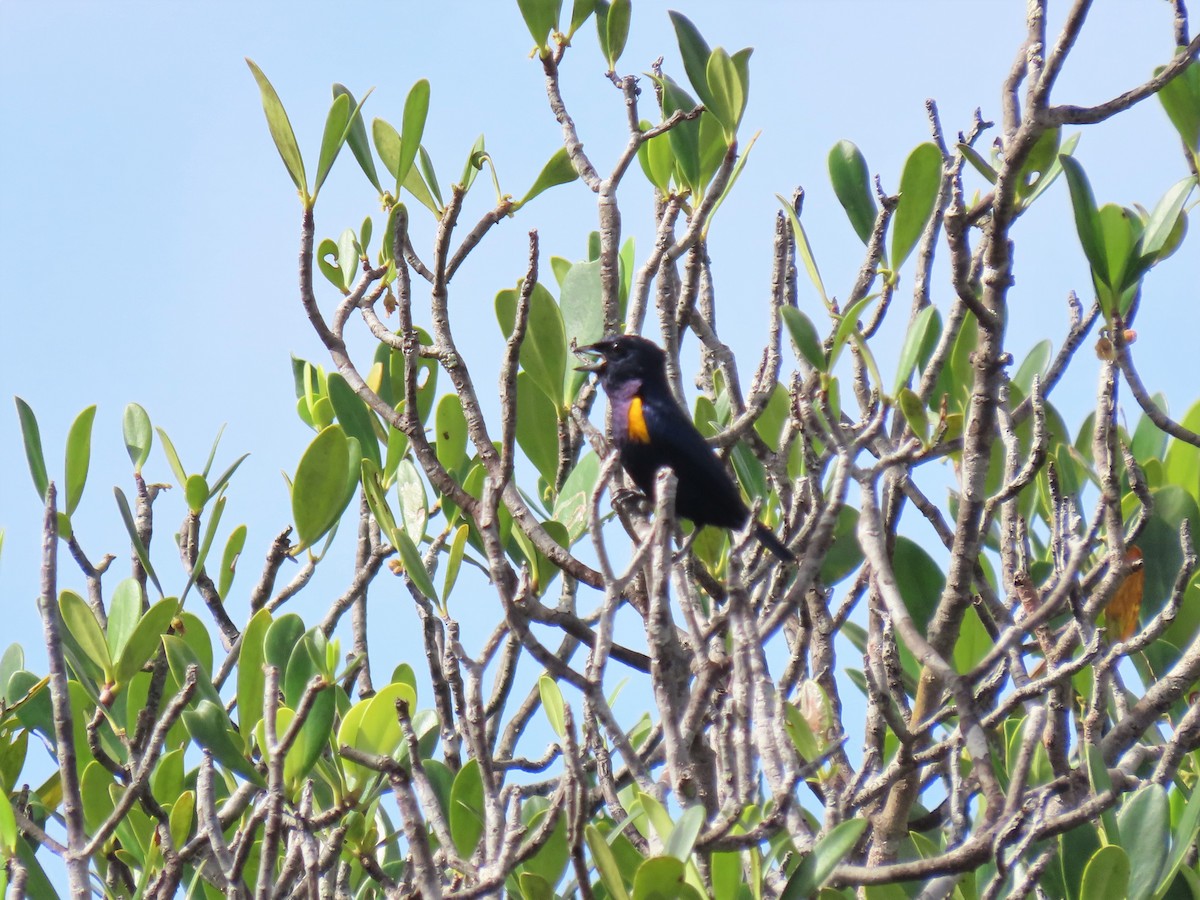 Golden-sided Euphonia - ML587536551