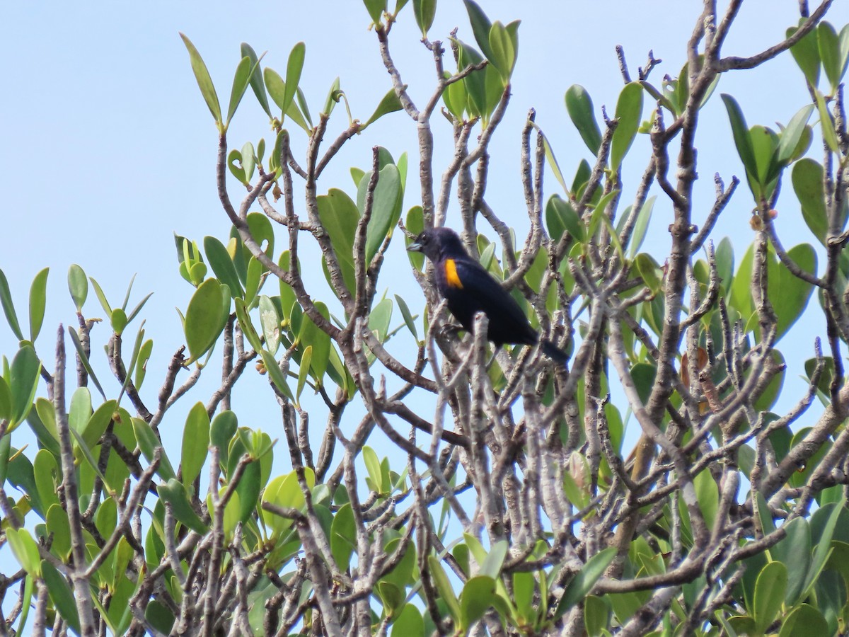 Golden-sided Euphonia - ML587536571