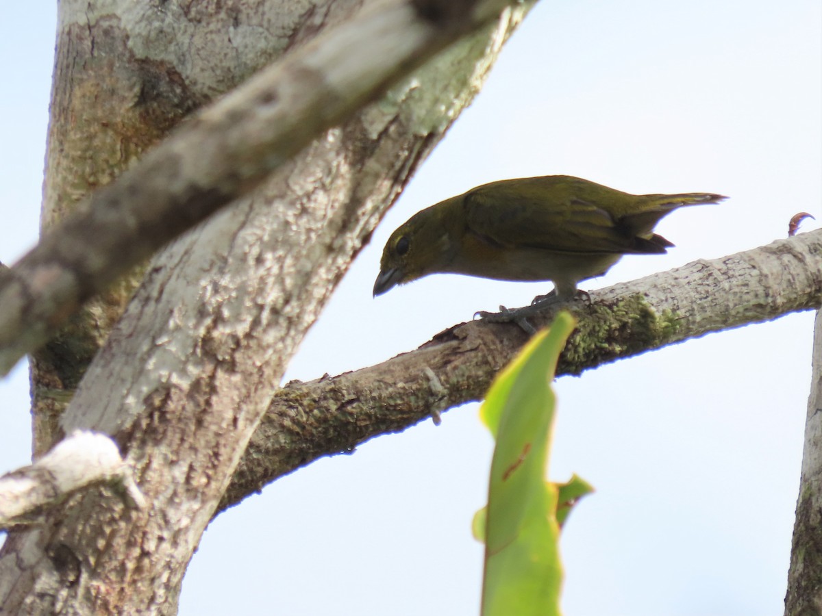 Golden-sided Euphonia - ML587536611