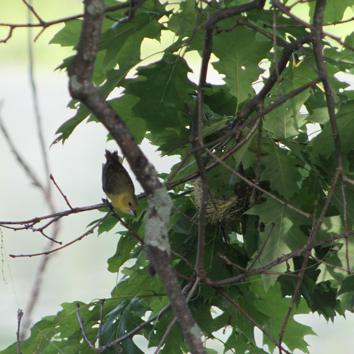 Orchard Oriole - ML587536671
