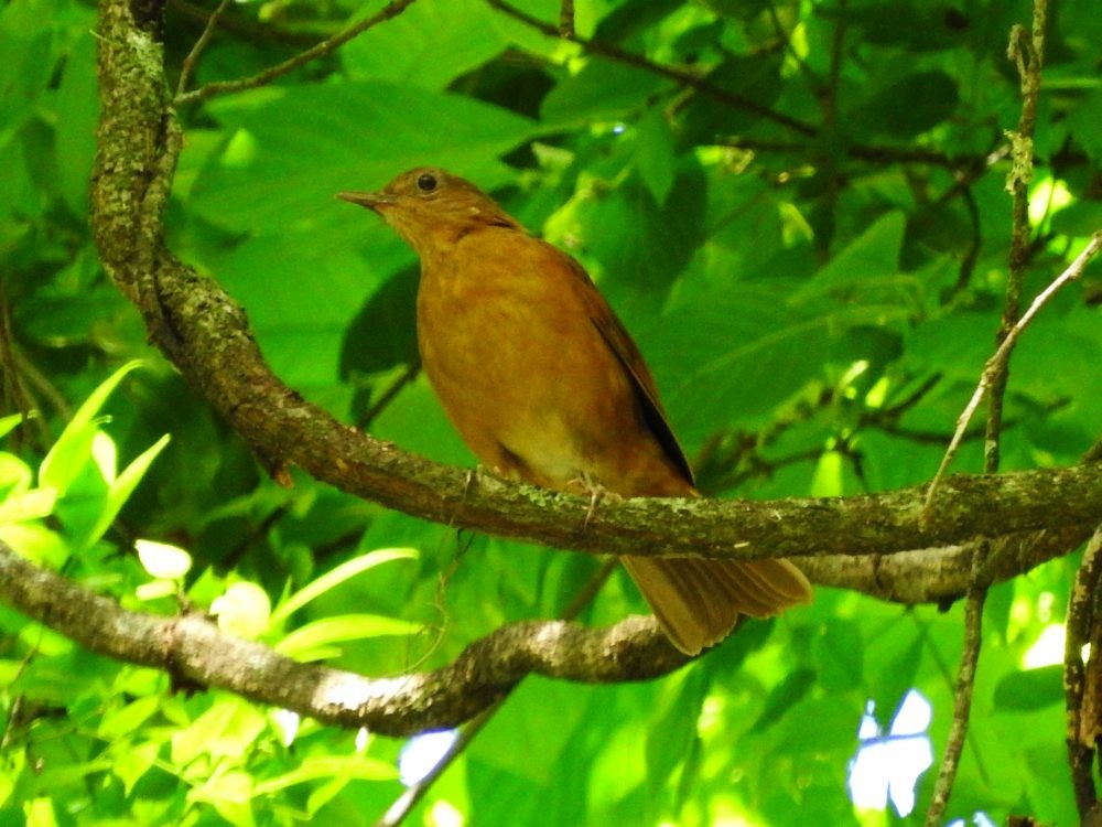 Cocoa Thrush - Fernando Nunes