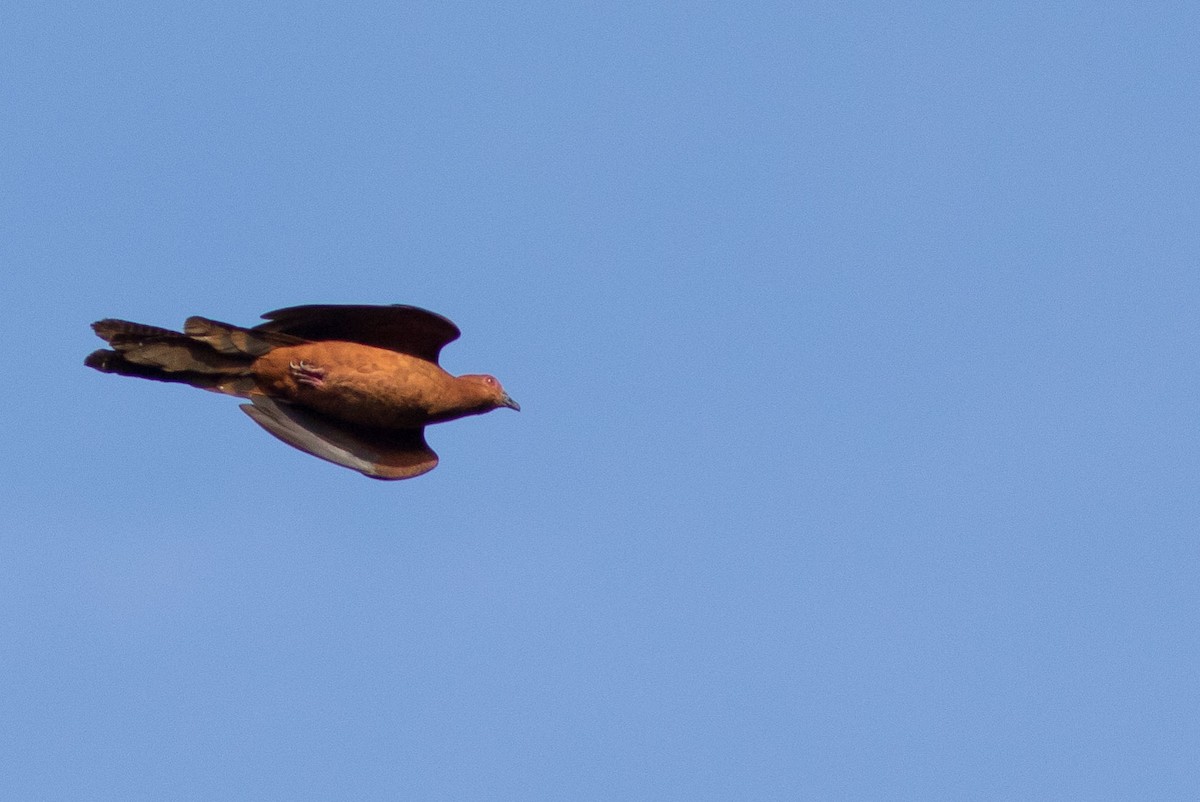 Black-billed Cuckoo-Dove - ML587536851