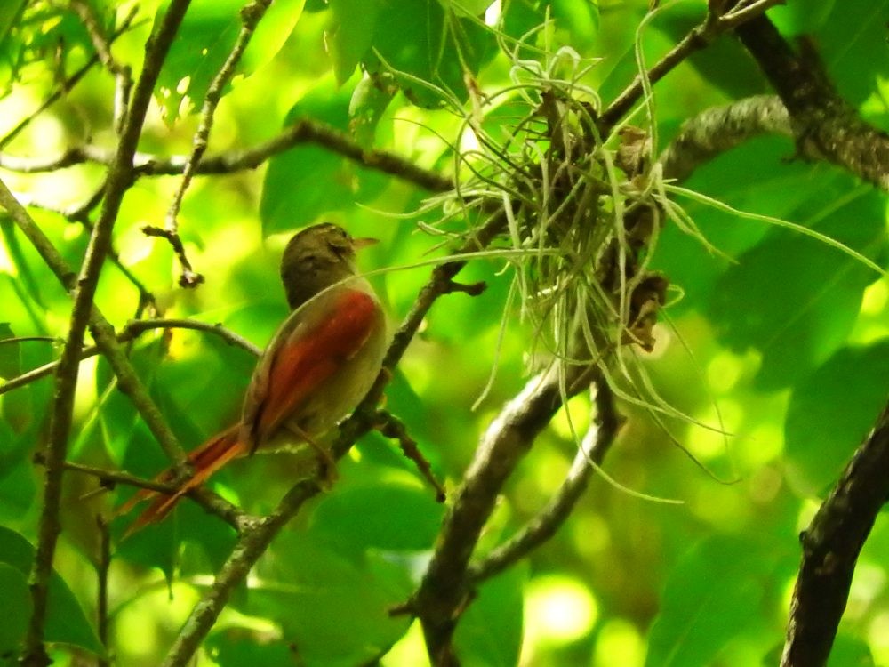 Crested Spinetail - ML587537501