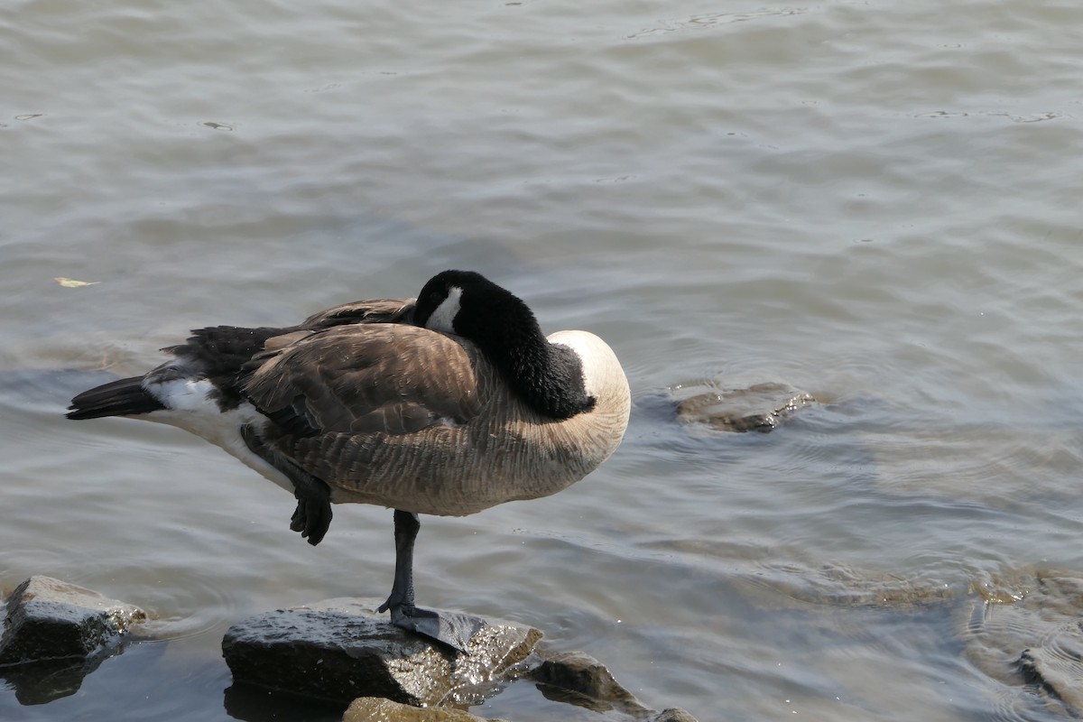 Canada Goose - Ujwala Shevade