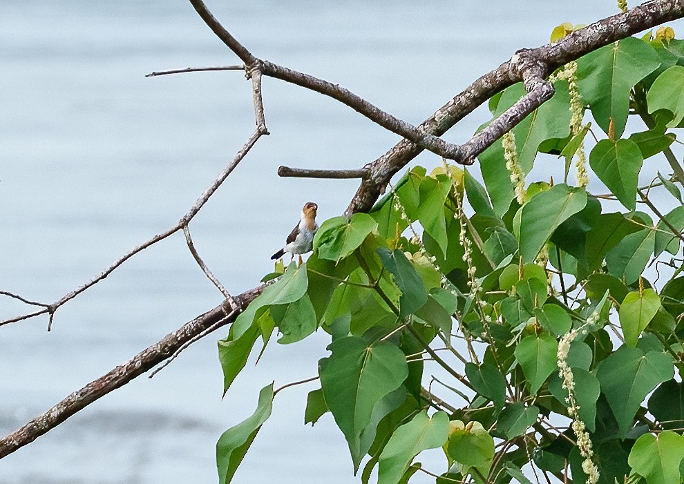 Yellow-billed Cardinal - ML587537991